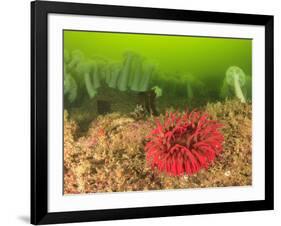 Plumose and Fish Eating Sea Anemones, Foggy Bay, Alaska, Inside Passage-Stuart Westmorland-Framed Photographic Print