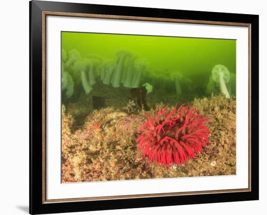 Plumose and Fish Eating Sea Anemones, Foggy Bay, Alaska, Inside Passage-Stuart Westmorland-Framed Photographic Print