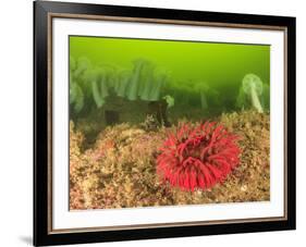 Plumose and Fish Eating Sea Anemones, Foggy Bay, Alaska, Inside Passage-Stuart Westmorland-Framed Photographic Print