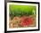 Plumose and Fish Eating Sea Anemones, Foggy Bay, Alaska, Inside Passage-Stuart Westmorland-Framed Photographic Print