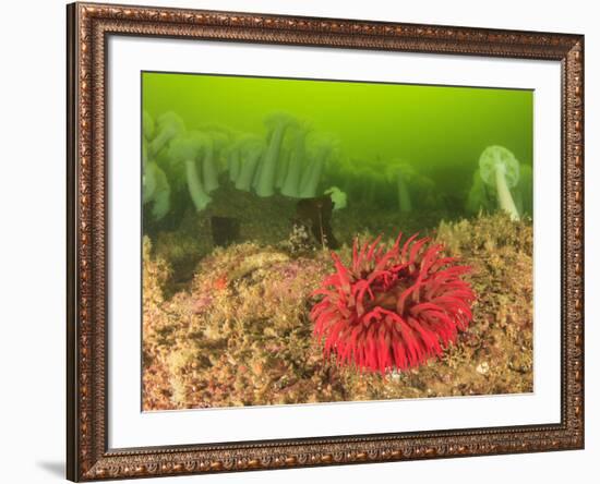 Plumose and Fish Eating Sea Anemones, Foggy Bay, Alaska, Inside Passage-Stuart Westmorland-Framed Photographic Print