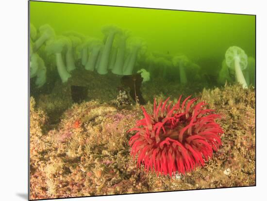 Plumose and Fish Eating Sea Anemones, Foggy Bay, Alaska, Inside Passage-Stuart Westmorland-Mounted Photographic Print