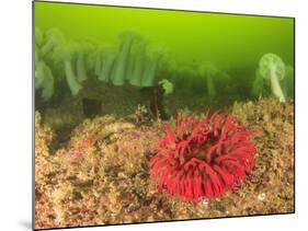 Plumose and Fish Eating Sea Anemones, Foggy Bay, Alaska, Inside Passage-Stuart Westmorland-Mounted Photographic Print