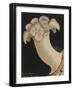 Plumose Anemone-Philip Henry Gosse-Framed Giclee Print