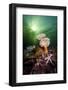 Plumose Anemones (Metridium Senile) And Common Starfish (Asterias Rubens) Beneath The Sun-Alex Mustard-Framed Photographic Print