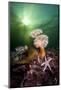 Plumose Anemones (Metridium Senile) And Common Starfish (Asterias Rubens) Beneath The Sun-Alex Mustard-Mounted Photographic Print