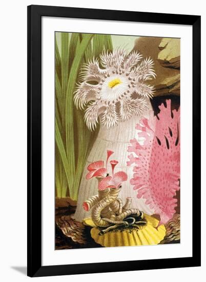 Plumose Sea Anemone-Science Source-Framed Giclee Print