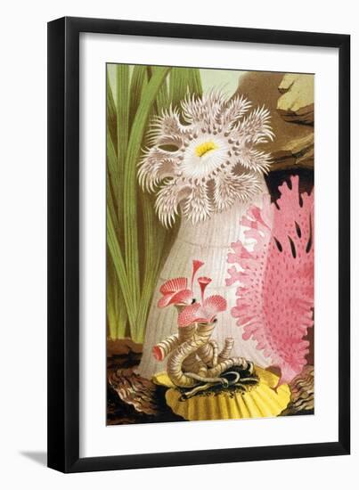 Plumose Sea Anemone-Science Source-Framed Giclee Print