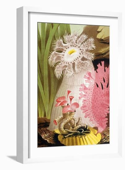 Plumose Sea Anemone-Science Source-Framed Giclee Print