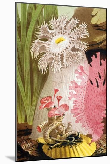 Plumose Sea Anemone-Science Source-Mounted Giclee Print