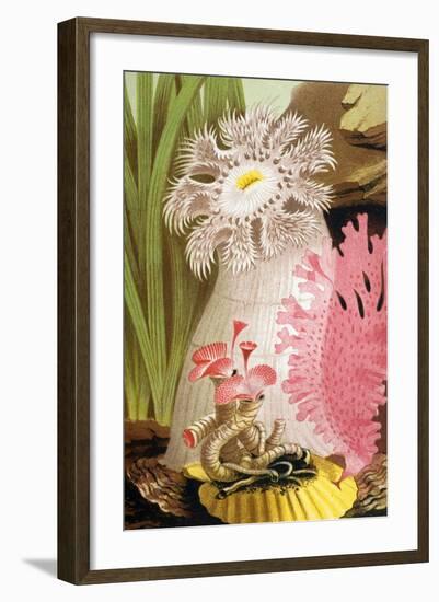 Plumose Sea Anemone-Science Source-Framed Giclee Print