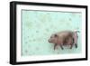 Plump Pig-Den Reader-Framed Photographic Print