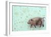 Plump Pig-Den Reader-Framed Photographic Print