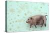 Plump Pig-Den Reader-Stretched Canvas