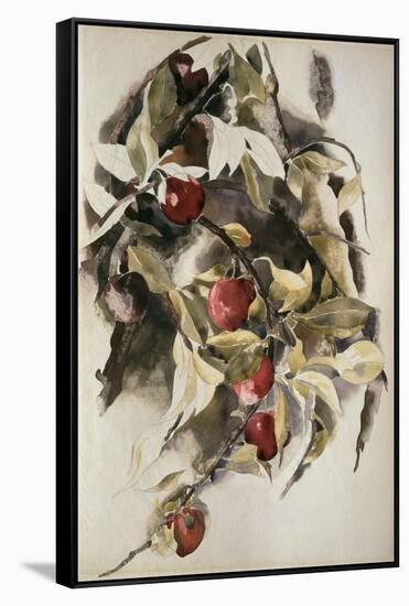 Plums, 1925 (W/C & Graphite on Wove Paper)-Charles Demuth-Framed Stretched Canvas