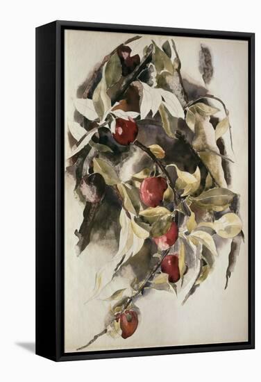 Plums, 1925 (W/C & Graphite on Wove Paper)-Charles Demuth-Framed Stretched Canvas