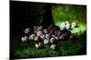 Plums, C.1870-Carducius Plantagenet Ream-Mounted Giclee Print