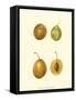 Plums I-null-Framed Stretched Canvas