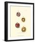 Plums II-null-Framed Art Print