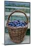 Plums in a basket, Southern Bohemia, Czech Republic-null-Mounted Photographic Print