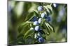 Plums in the Tree with Frickingen, Lake of Constance, Baden-Wurttemberg, Germany-Ernst Wrba-Mounted Photographic Print