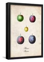 Plums-null-Framed Poster