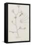 Plumularia Pinnata: Hydrozoan-Philip Henry Gosse-Framed Stretched Canvas