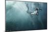 Plunge Diver-Alexander Safonov-Mounted Giclee Print