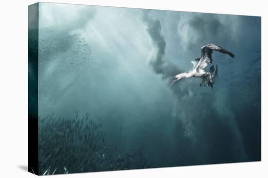 Plunge Diver-Alexander Safonov-Stretched Canvas