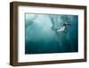 plunge diver-Alexander Safonov-Framed Photographic Print