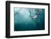 plunge diver-Alexander Safonov-Framed Photographic Print