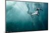 plunge diver-Alexander Safonov-Mounted Photographic Print