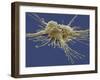 Pluripotent Stem Cell, SEM-Steve Gschmeissner-Framed Photographic Print