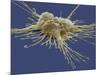 Pluripotent Stem Cell, SEM-Steve Gschmeissner-Mounted Photographic Print