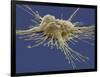 Pluripotent Stem Cell, SEM-Steve Gschmeissner-Framed Photographic Print