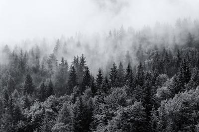 Misty Forests of Evergreen Coniferous Trees in an Ethereal Landscape with Low Laying Mist or Cloud