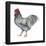 Plymouth Rock (Gallus Gallus Domesticus), Rooster, Poultry, Birds-Encyclopaedia Britannica-Framed Poster