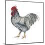 Plymouth Rock (Gallus Gallus Domesticus), Rooster, Poultry, Birds-Encyclopaedia Britannica-Mounted Poster