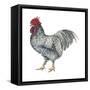 Plymouth Rock (Gallus Gallus Domesticus), Rooster, Poultry, Birds-Encyclopaedia Britannica-Framed Stretched Canvas