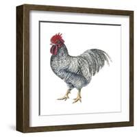 Plymouth Rock (Gallus Gallus Domesticus), Rooster, Poultry, Birds-Encyclopaedia Britannica-Framed Art Print