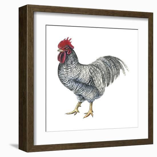 Plymouth Rock (Gallus Gallus Domesticus), Rooster, Poultry, Birds-Encyclopaedia Britannica-Framed Art Print