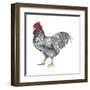 Plymouth Rock (Gallus Gallus Domesticus), Rooster, Poultry, Birds-Encyclopaedia Britannica-Framed Art Print