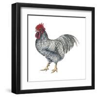 Plymouth Rock (Gallus Gallus Domesticus), Rooster, Poultry, Birds-Encyclopaedia Britannica-Framed Art Print