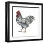 Plymouth Rock (Gallus Gallus Domesticus), Rooster, Poultry, Birds-Encyclopaedia Britannica-Framed Art Print