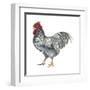 Plymouth Rock (Gallus Gallus Domesticus), Rooster, Poultry, Birds-Encyclopaedia Britannica-Framed Art Print