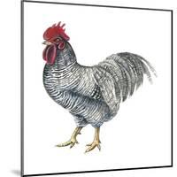 Plymouth Rock (Gallus Gallus Domesticus), Rooster, Poultry, Birds-Encyclopaedia Britannica-Mounted Art Print