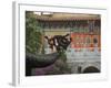 Po Lin Monastery, Lantau Island, Hong Kong, China-Amanda Hall-Framed Photographic Print