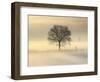 Po Valley, Piedmont, Italy. Piedmont countryside in winter in a cold and foggy morning.-ClickAlps-Framed Photographic Print