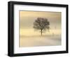 Po Valley, Piedmont, Italy. Piedmont countryside in winter in a cold and foggy morning.-ClickAlps-Framed Photographic Print