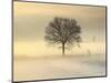 Po Valley, Piedmont, Italy. Piedmont countryside in winter in a cold and foggy morning.-ClickAlps-Mounted Photographic Print